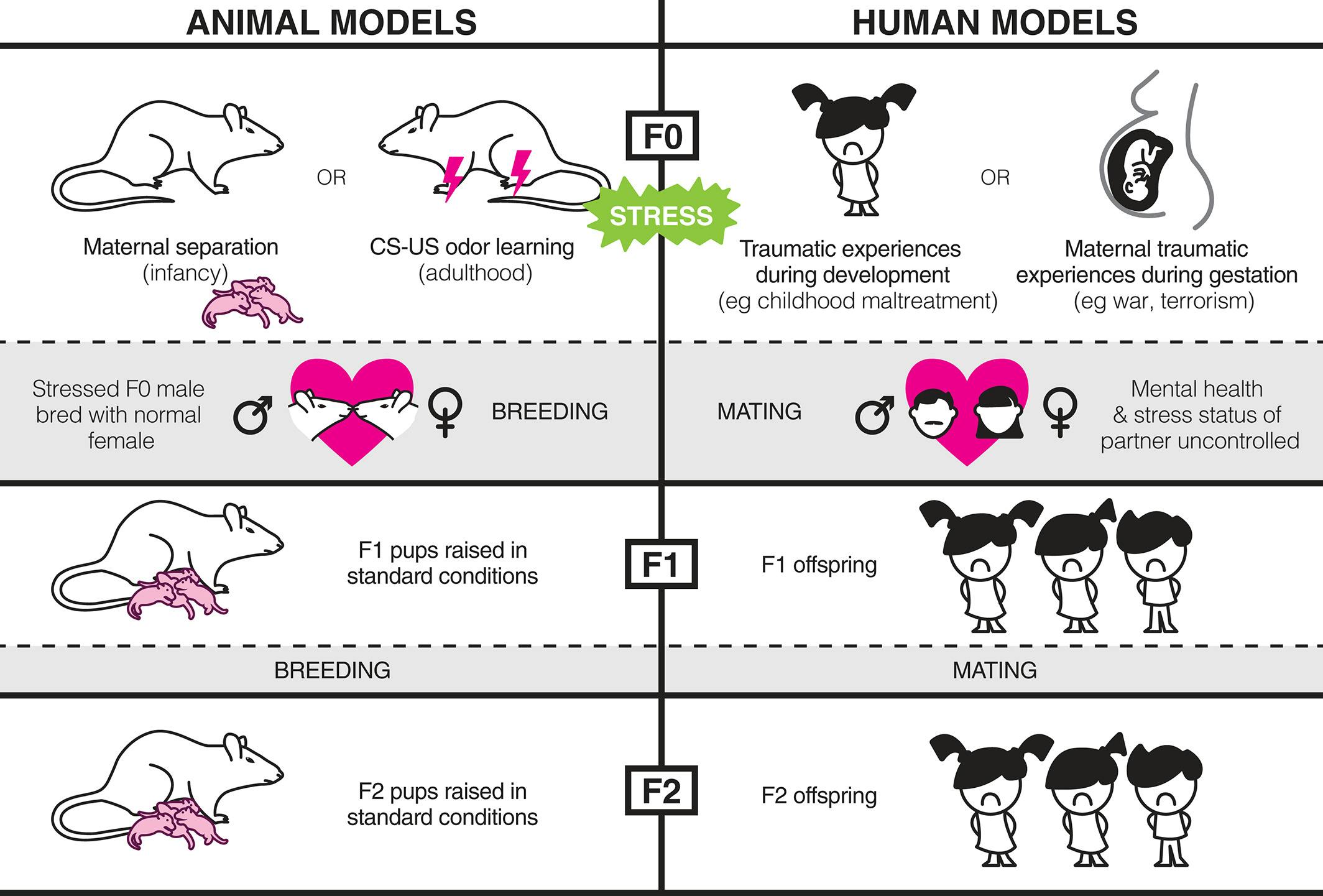 Figure 1 - The lasting impact of early-life adversity on individuals and their descendants: potential mechanisms and hope for intervention