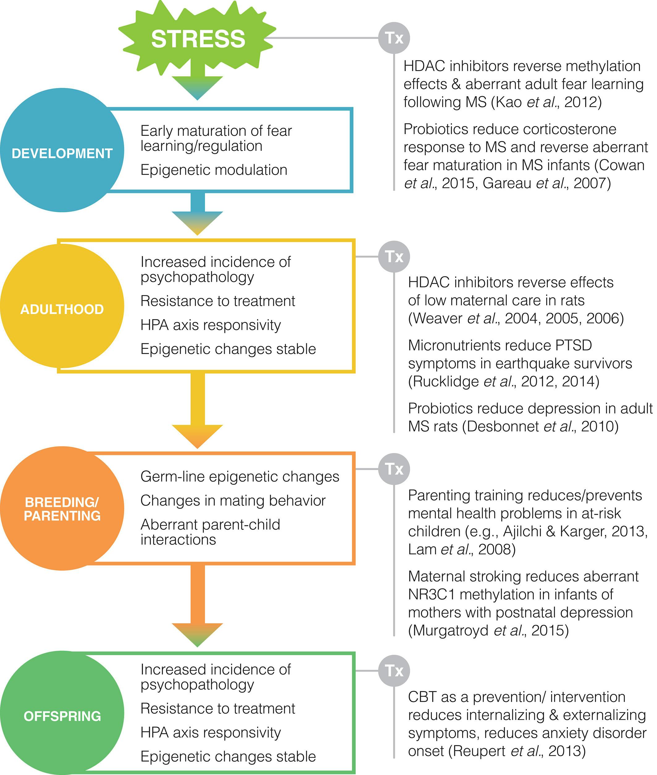 Figure 2 - The lasting impact of early-life adversity on individuals and their descendants: potential mechanisms and hope for intervention