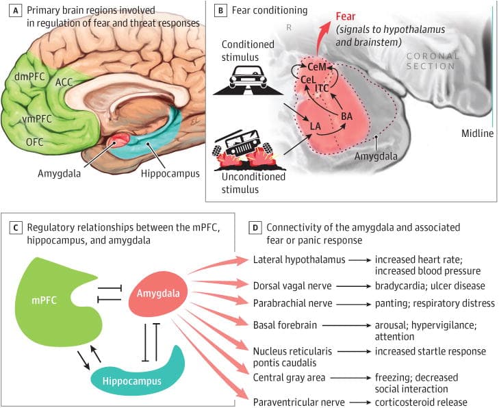 Figure 1. Schematic Diagram of Neural Circuitry Involved in Fear Conditioning and Posttraumatic Stress Disorder.