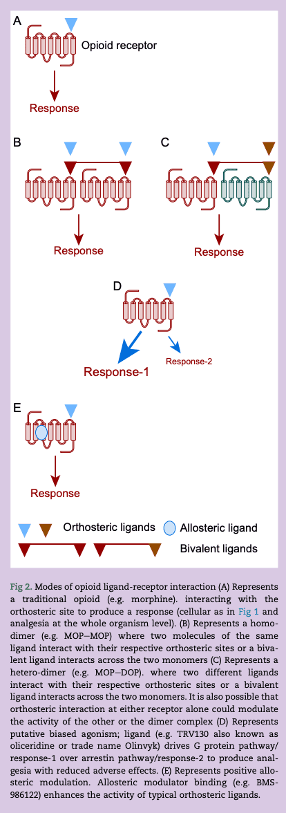 Figure 2. Modes of opioid ligand-receptor interaction