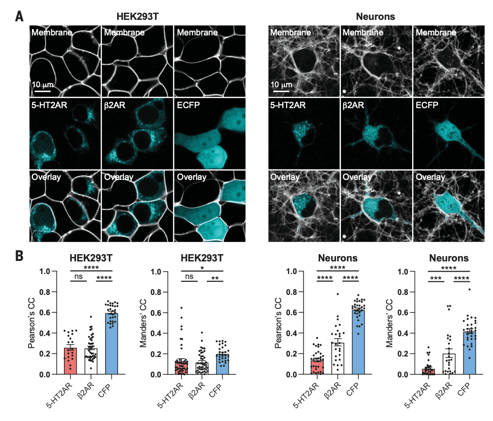 Fig. 2. Cortical neurons express intracellular 5-HT2A receptors.