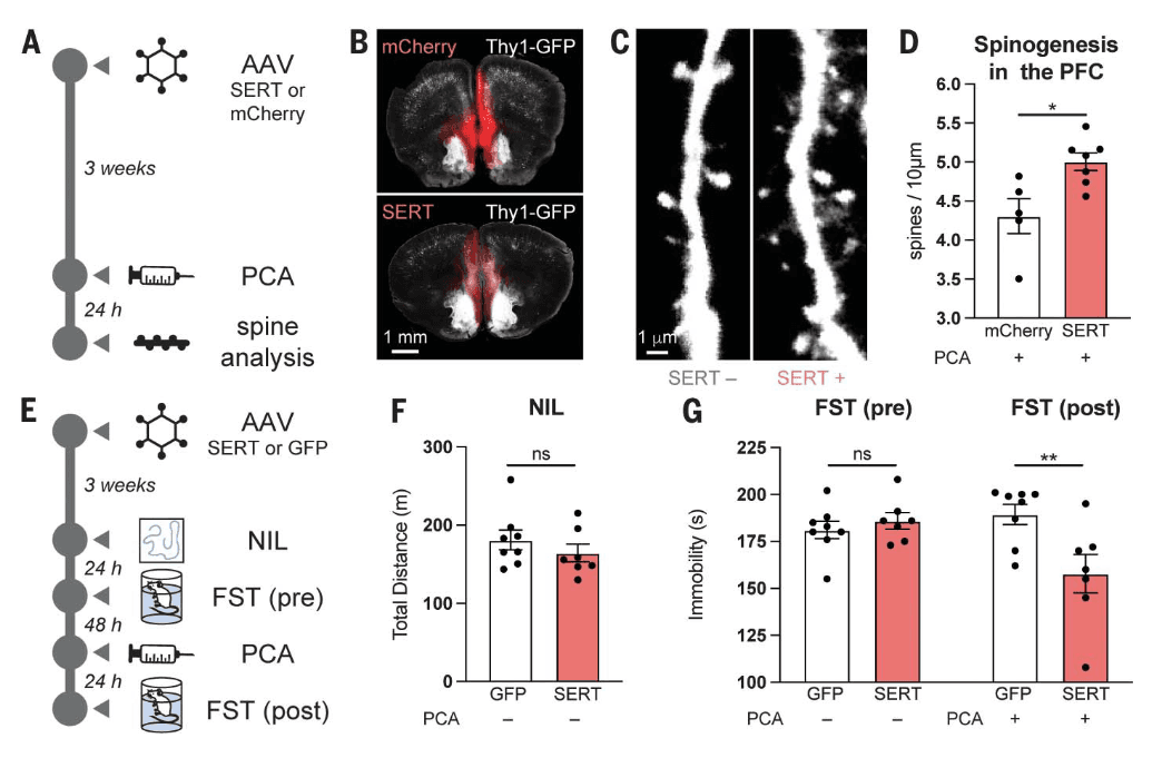 Fig. 5. Cellular uptake of serotonin produces antidepressant-like effects in vivo.