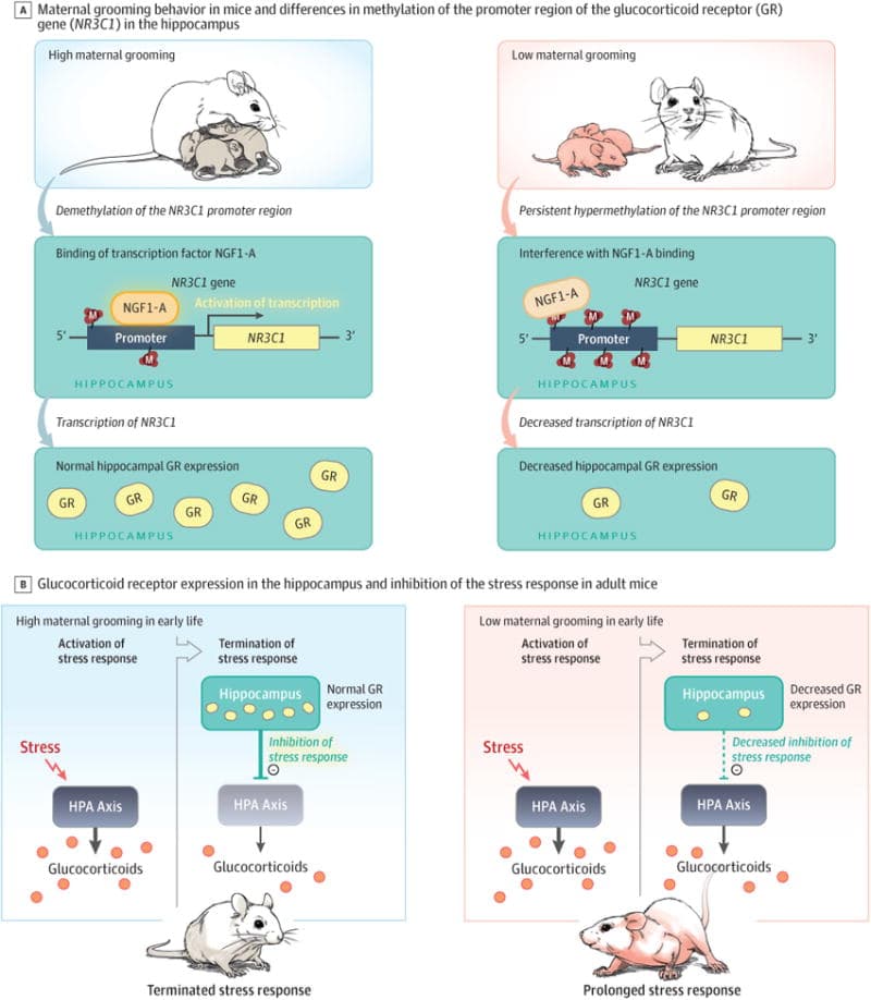 Figure 4. Early Life Experience and Epigenetic Modulation of the Stress Response in Mice.