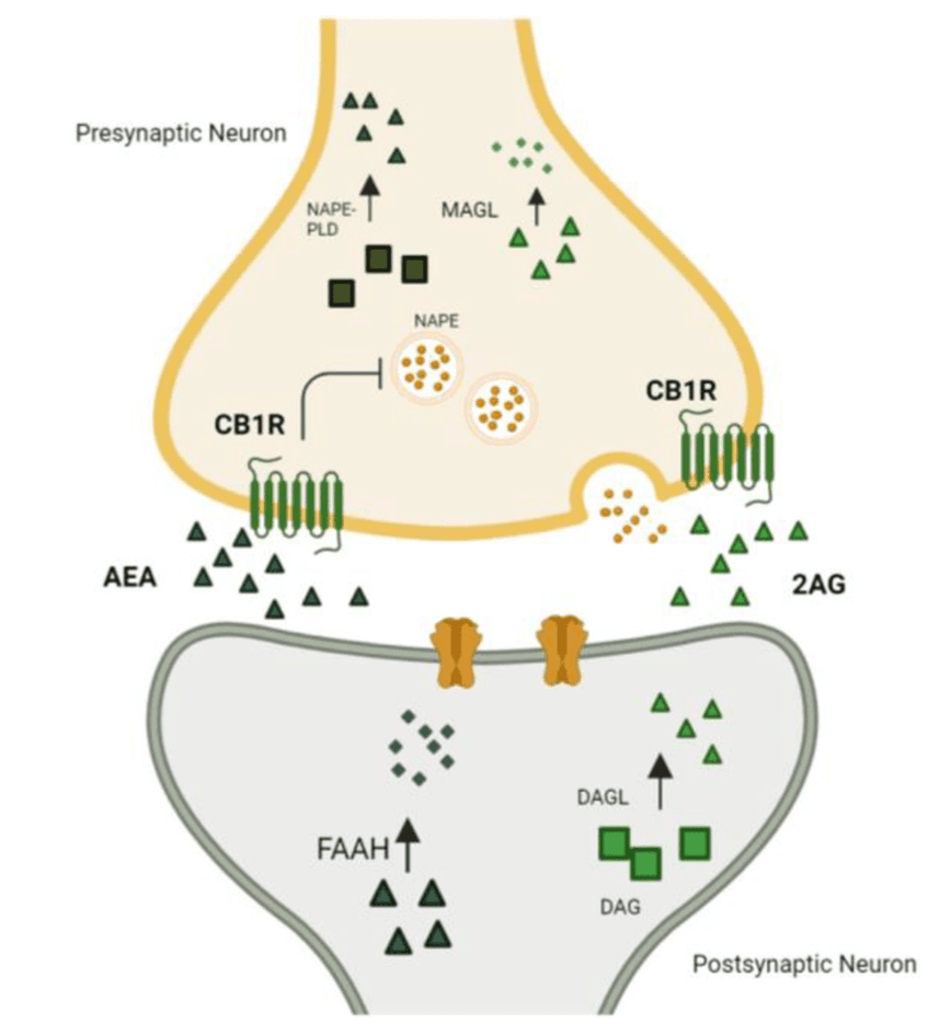 Figure 1: The ECS components.