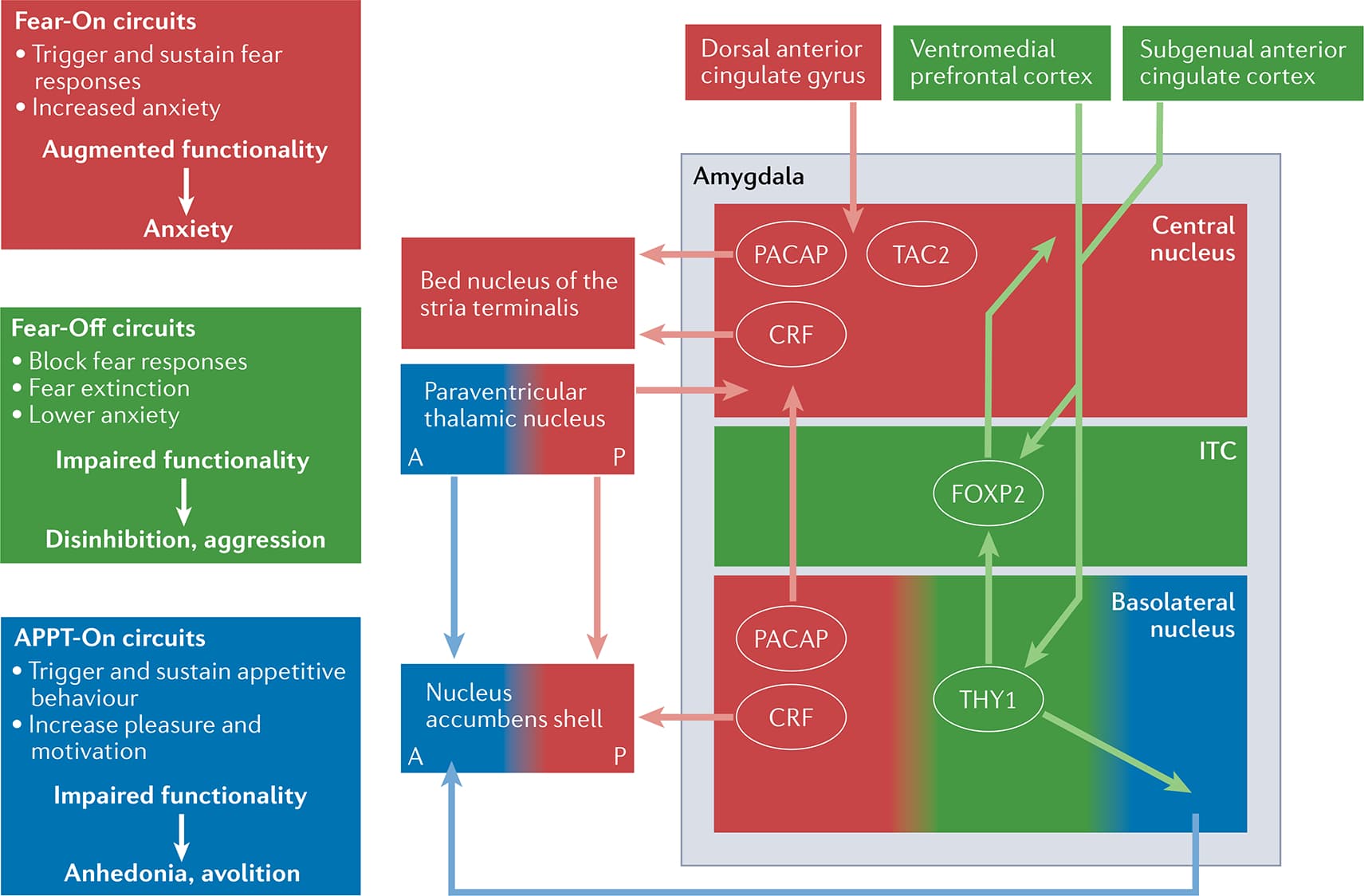 Fig. 3 |. Schematic diagram of circuits and neurotransmitters regulating fear and threat responses.