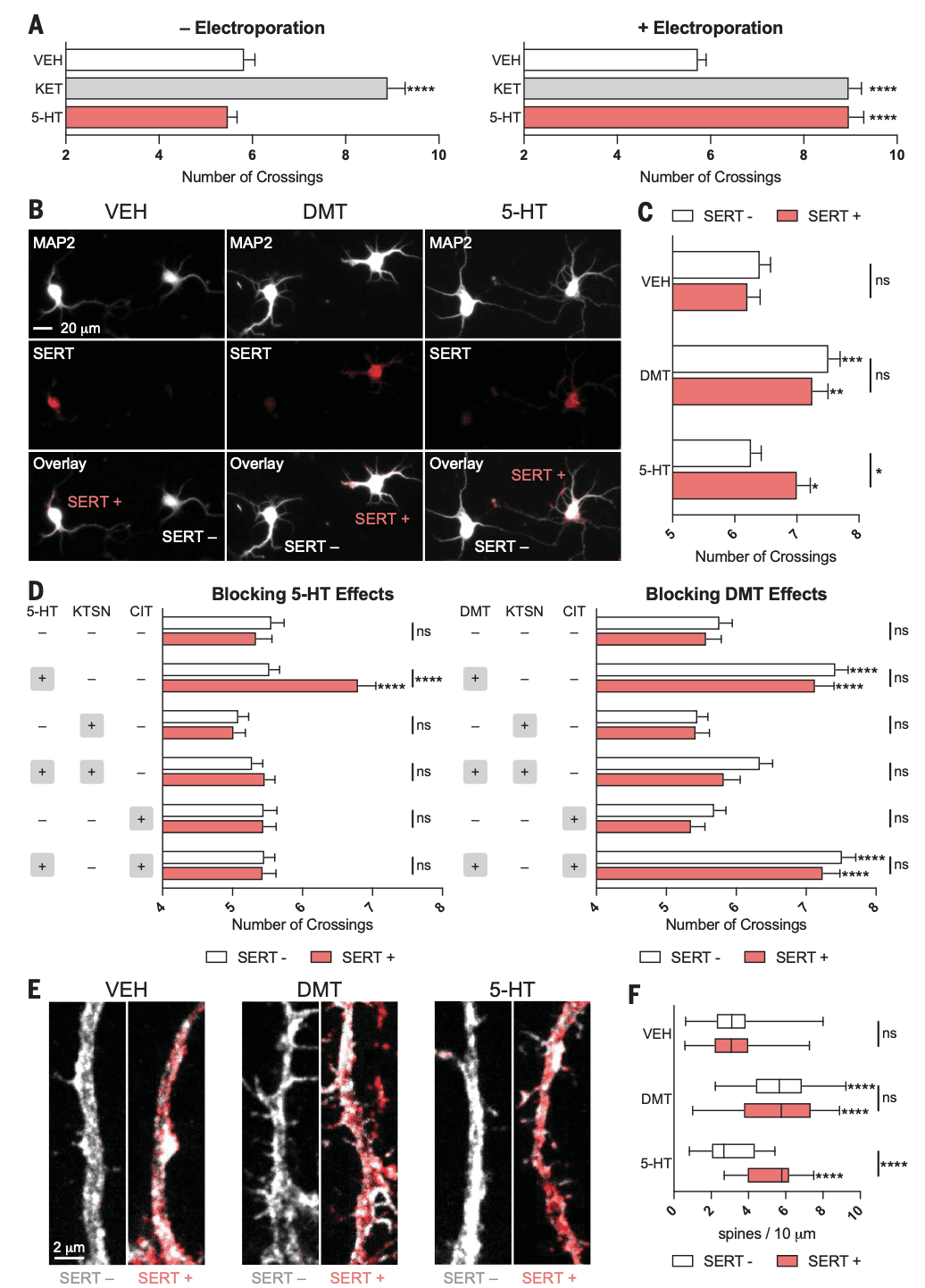 Fig. 4. Cellular uptake of serotonin induces structural plasticity in vitro.