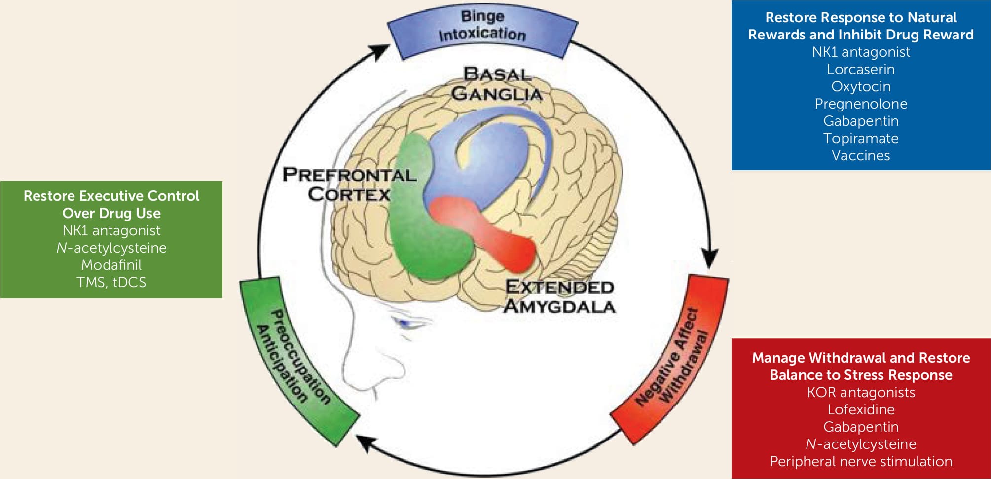 FIGURE 1. The Three Stages of the Addiction Cycle and the Main Brain Regions Implicated