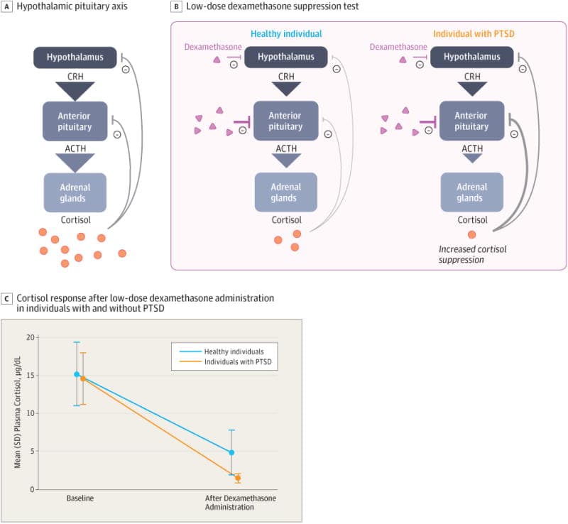 Figure 3. Regulation of the Hypothalamic-Pituitary-Adrenal (HPA) Axis in Posttraumatic Stress Disorder (PTSD).