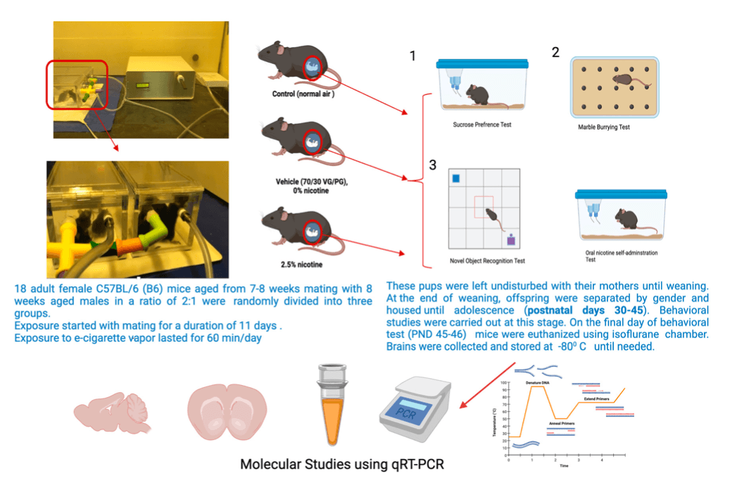 Figure 1. Schematic representation of the study design. Created using BioRender.