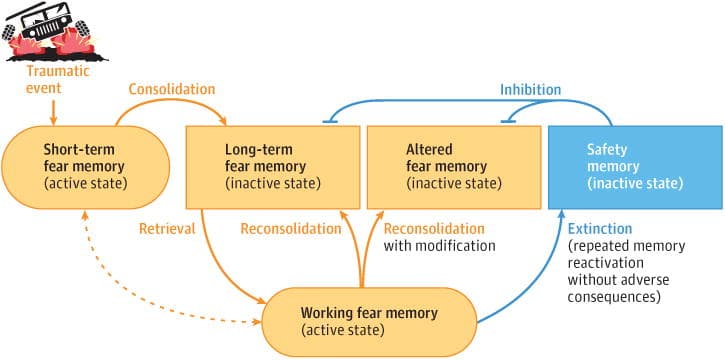 Figure 2. Process of Memory Reconsolidation.