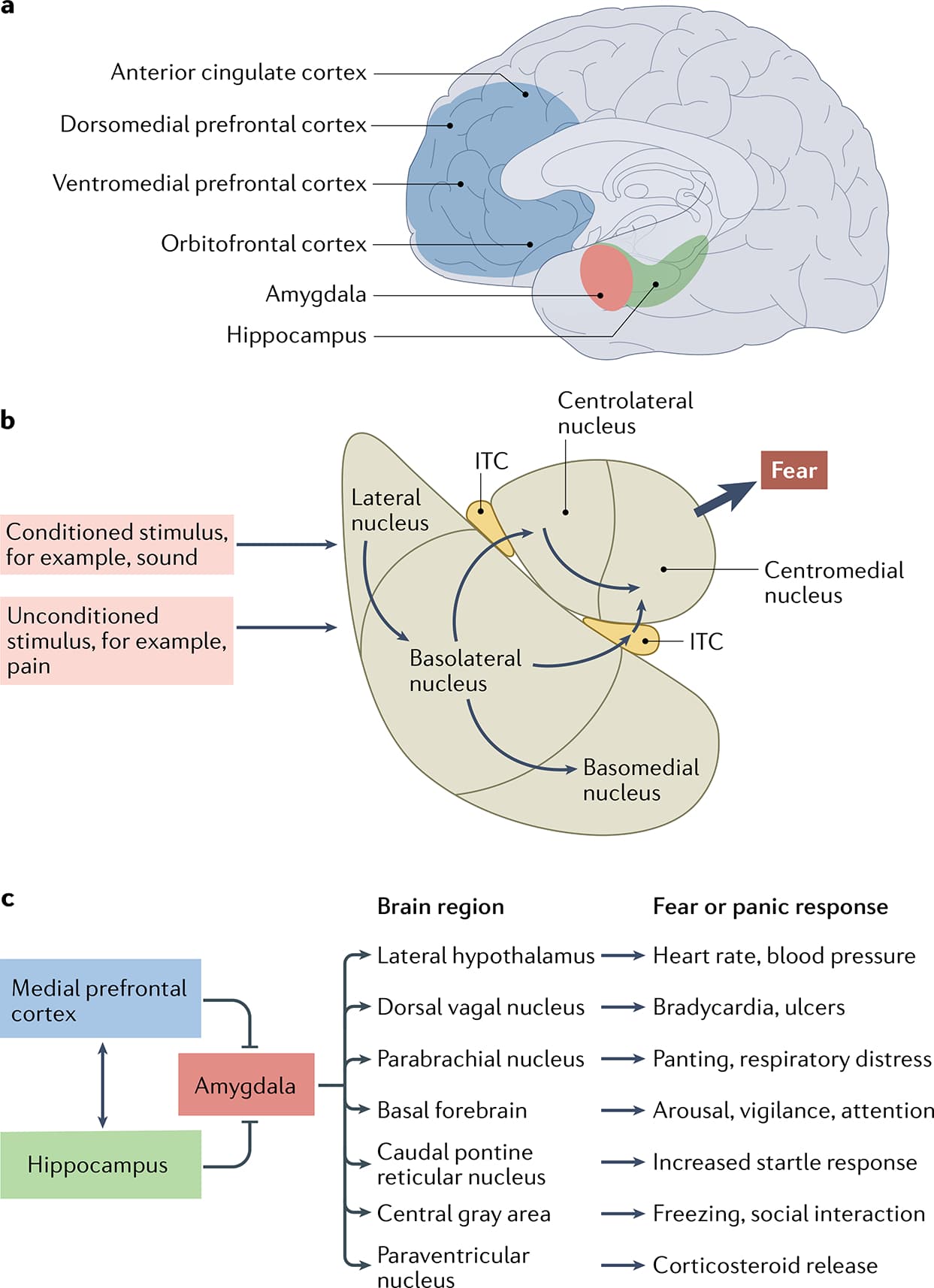 Fig. 1 |. Schematic diagram of neural circuitry involved in fear conditioning and post-traumatic stress disorder.