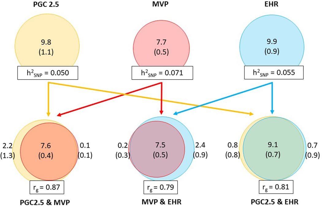 Extended data Figure 1: Comparison of the genetic architecture of PTSD in the three main data sources.