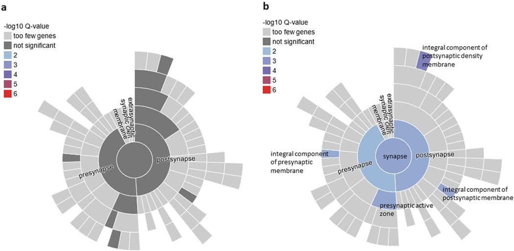Extended Data Figure 6: PTSD genes in SynGO.