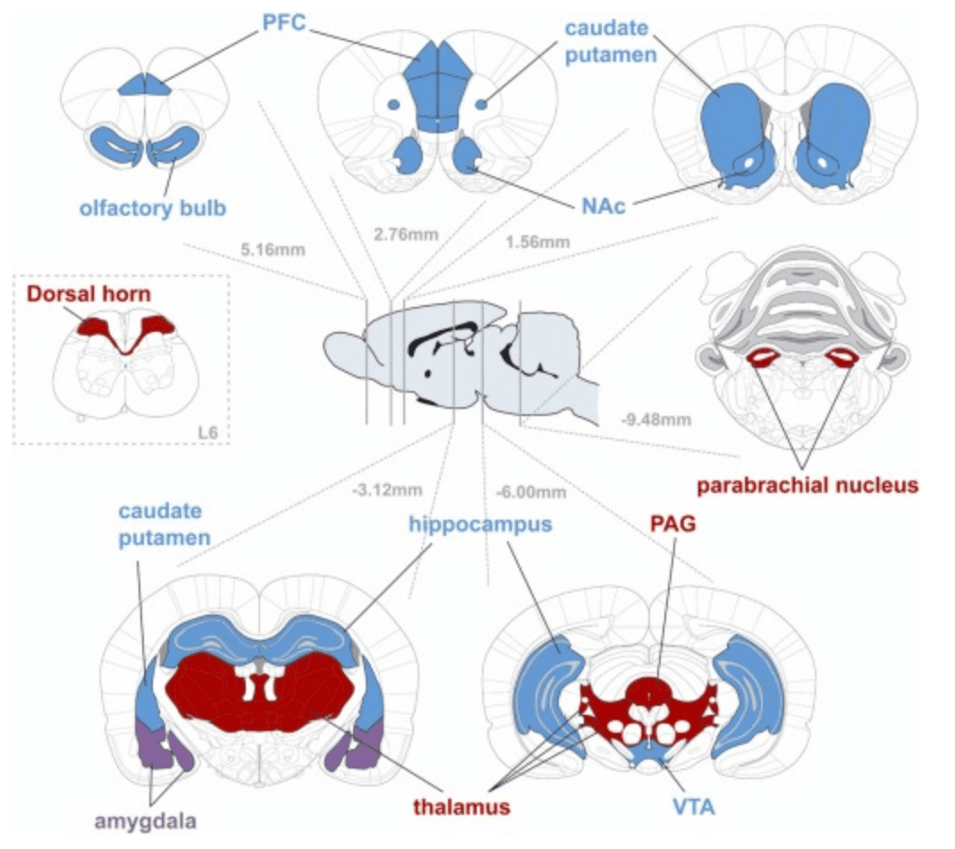Fig. 1. Distribution of MORs within the Central Nervous system.